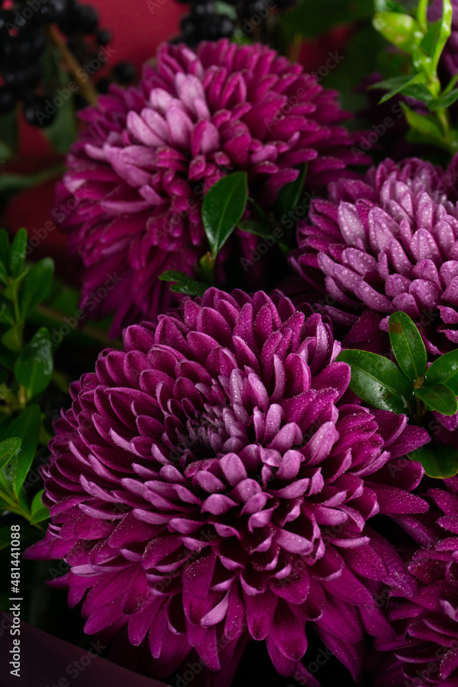 Purple bouquet of chrysanthemums with black berries and green leaves close up Purple bouquet of chrysanthemums with black berries and green leaves close up