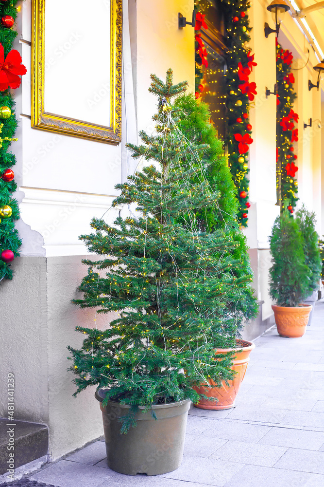 Naklejka premium Christmas tree in big pot on town street. Decorated potted xmas trees, lights garland
