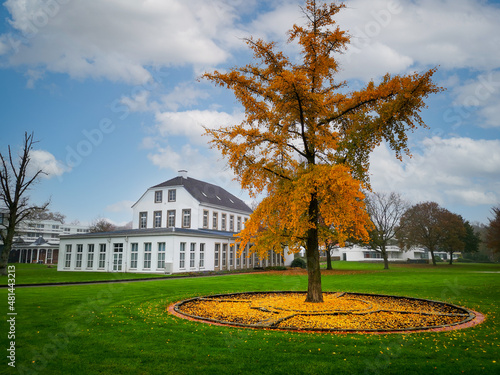 autumn tree loses its foliage. In the background a park with buildings