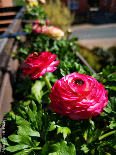 Ranunculus photographed from above in spring