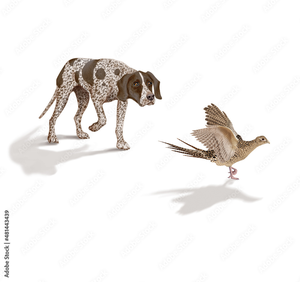 Fototapeta premium chien,en arrêt, braque, faisan, allemagne, mâle, femelle, animal de compagnie, brun, isolé, mammifère, chiot, race, blanc, de race, court, portrait, chasse, chassant, joli, braque de weimar à poil co
