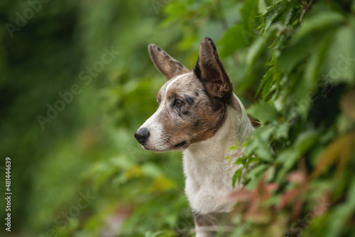 Close-up portrait of Merle Welsh Corgi Cardigan puppy dog among dense greenery on a cloudy summer day