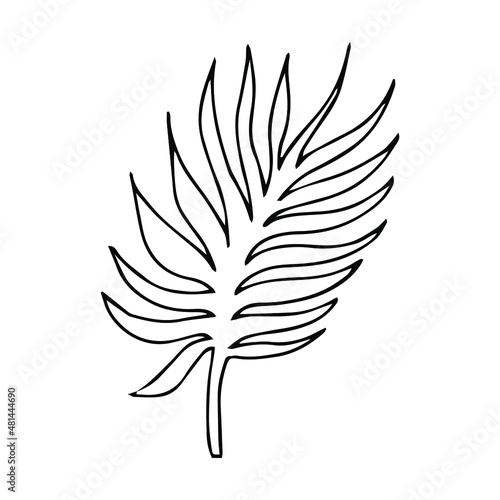 Simple hand drawn doodles. tropical leaves silhouette vector. Hand drawn silhouette palm leaf icon on white background. Cartoon sketch element: greenery Arecaceae, Palmae Palm Leave