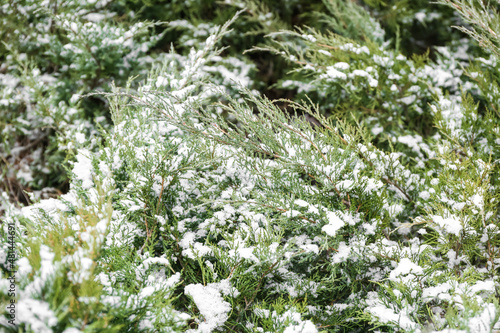 Green coniferous branches on snowy winter day