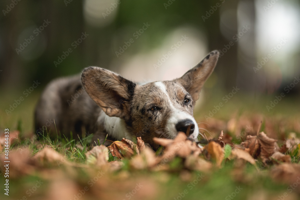 Merle Welsh Corgi Cardigan puppy dog playing with fallen leaves in autumn park Merle Welsh Corgi Cardigan puppy dog playing with fallen leaves in autumn park