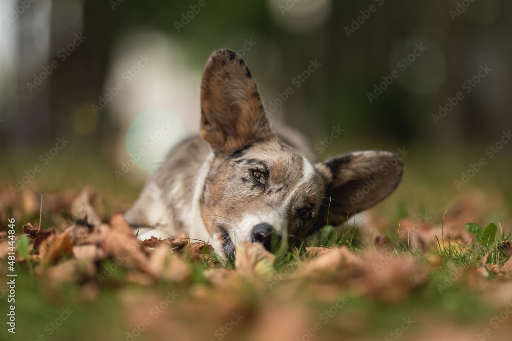 Merle Welsh Corgi Cardigan puppy dog playing with fallen leaves in autumn park