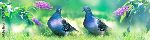Fotografie, Obraz Multi-colored dove in the garden on a background of lilac flowers