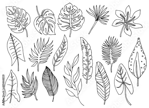 Fototapeta Tropical palm leave in sketch style, isolated vector illustration