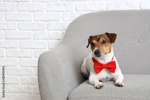 Jack Russel terrier with bow tie lying on sofa near brick wall. Valentine's Day celebration