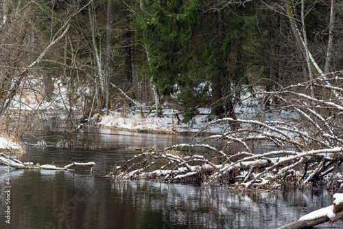 winter view of small river  winter landscape with forest river