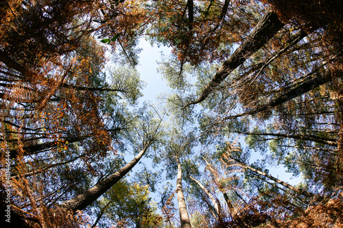 Fotografie foret en automne vue vers le ciel avec arbres