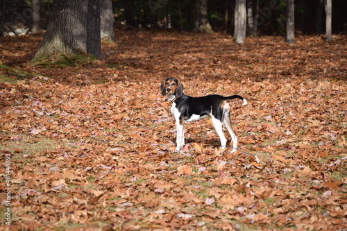 Fototapeta Naklejka Na Ścianę i Meble -  Treeing Walker Coonhound Puppy