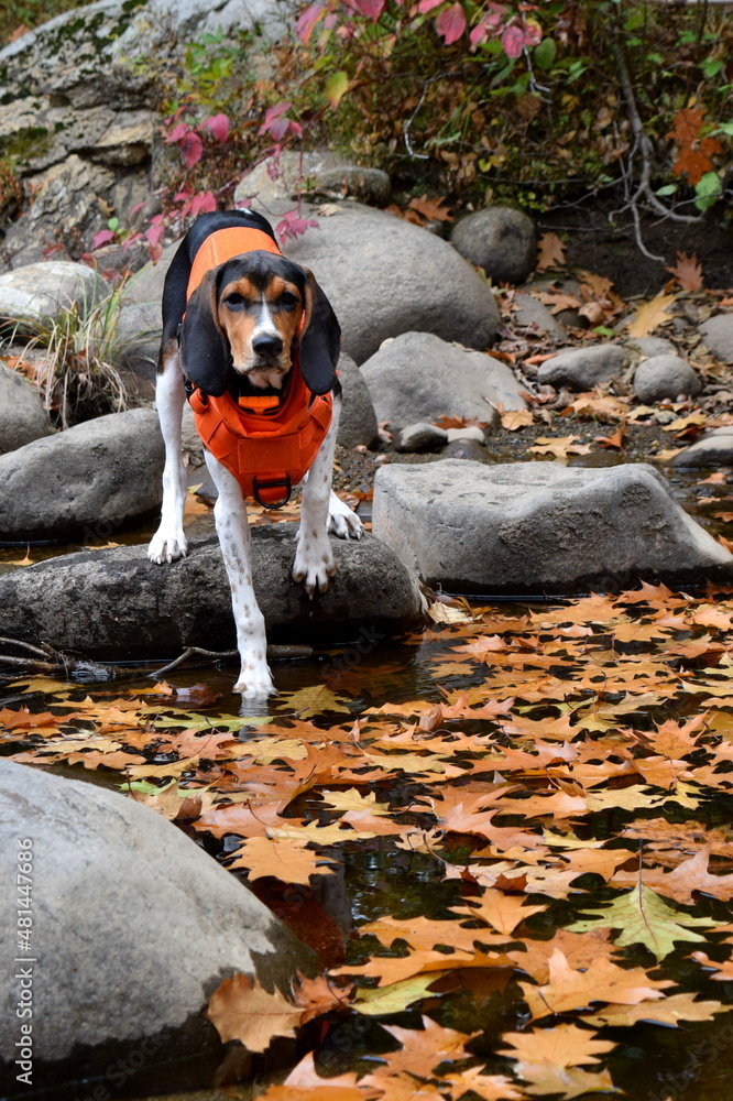 Walker hound puppies cheap