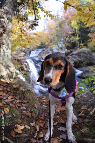 Treeing Walker Coonhound Puppy