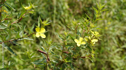 Mexican primrose willow Flower also known as Ludwigia octovalvis photo