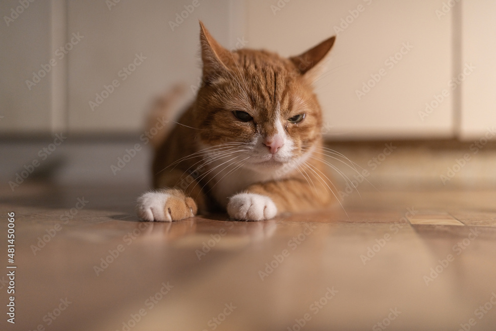 Domestic red cat in a dark room with dim lighting. Domestic red cat in a dark room with dim lighting.