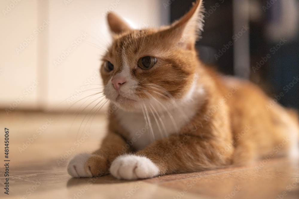 Domestic red cat in a dark room with dim lighting.