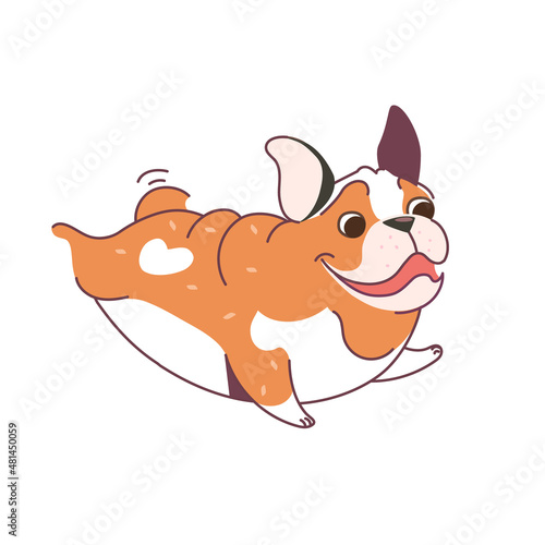 The Bulldog dog is running. Ginger French Bulldog with white spots. Vector illustration in flat style isolated on white background.