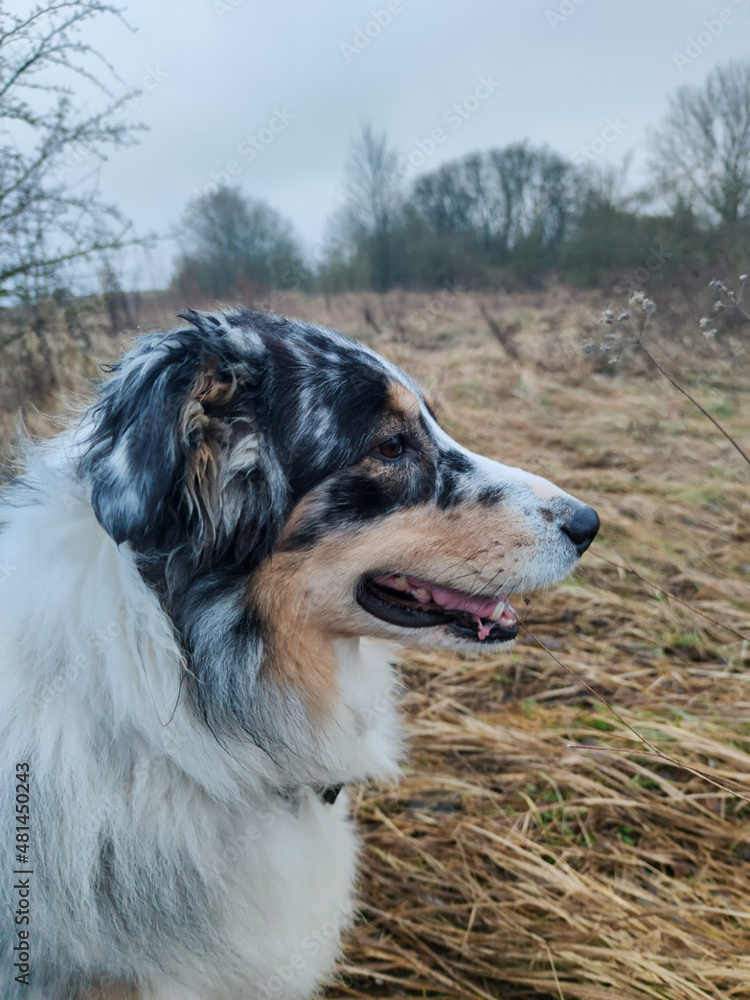 Aufmerksamer Australian Sheperd Aufmerksamer Australian Sheperd