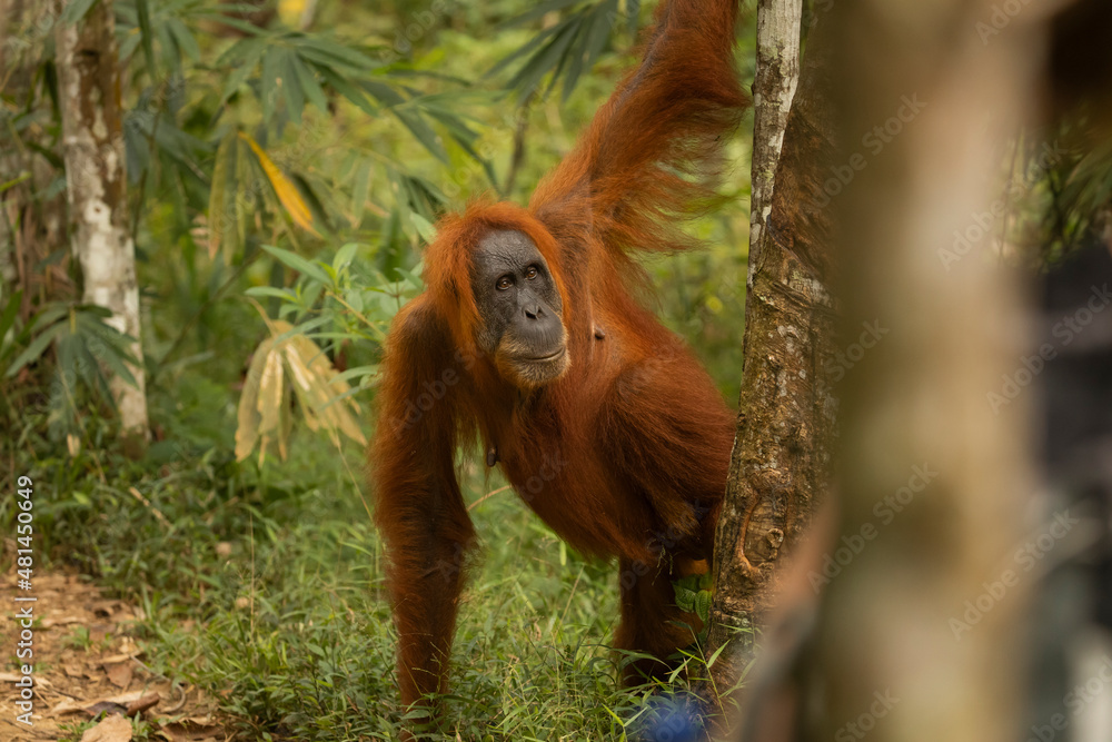 Female Sumatran Orangutan, in the rainforest of North Sumatra, Indonesia, Southeast Asia Female Sumatran Orangutan, in the rainforest of North Sumatra, Indonesia, Southeast Asia