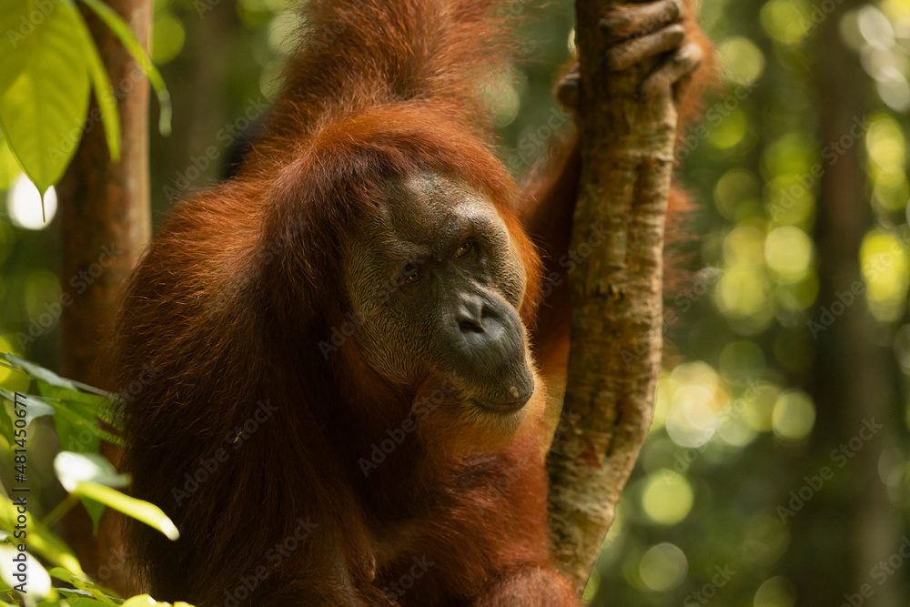 Close-up portrait of older female Sumatran Orangutan in the rainforest of North Sumatra, Indonesia, South-East Asia Close-up portrait of older female Sumatran Orangutan in the rainforest of North Sumatra, Indonesia, South-East Asia