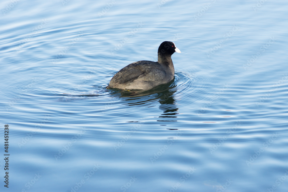 Black and white coot duck swims in the water of a pond