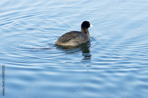 Black and white coot duck swims in the water of a pond © photosis
