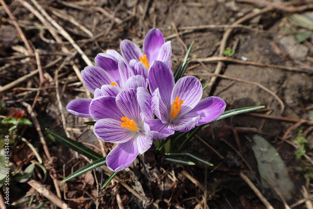 Blue crocuses bloomed in the spring flower bed.
Blue crocuses bloomed in the spring flower bed.