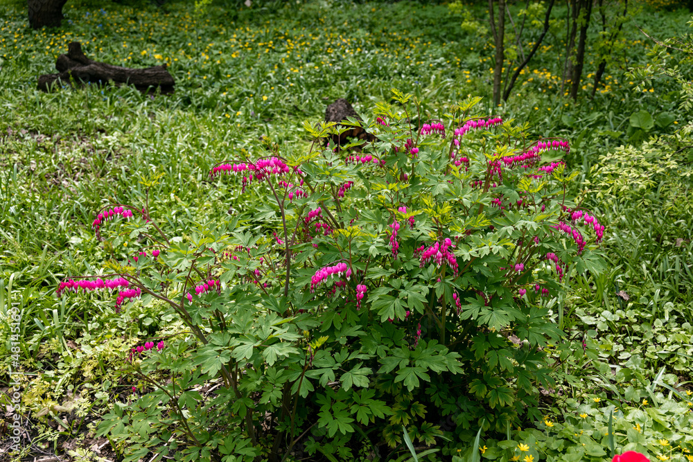 Flowers of a bleeding heart Dicentra Spectabils Flowers of a bleeding heart Dicentra Spectabils