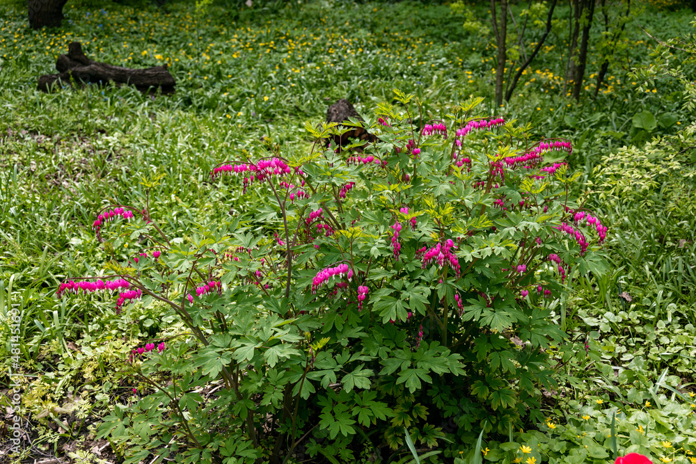 Flowers of a bleeding heart Dicentra Spectabils