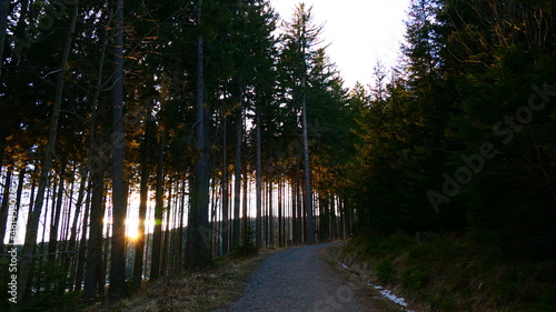 Am Abend am Forstweg