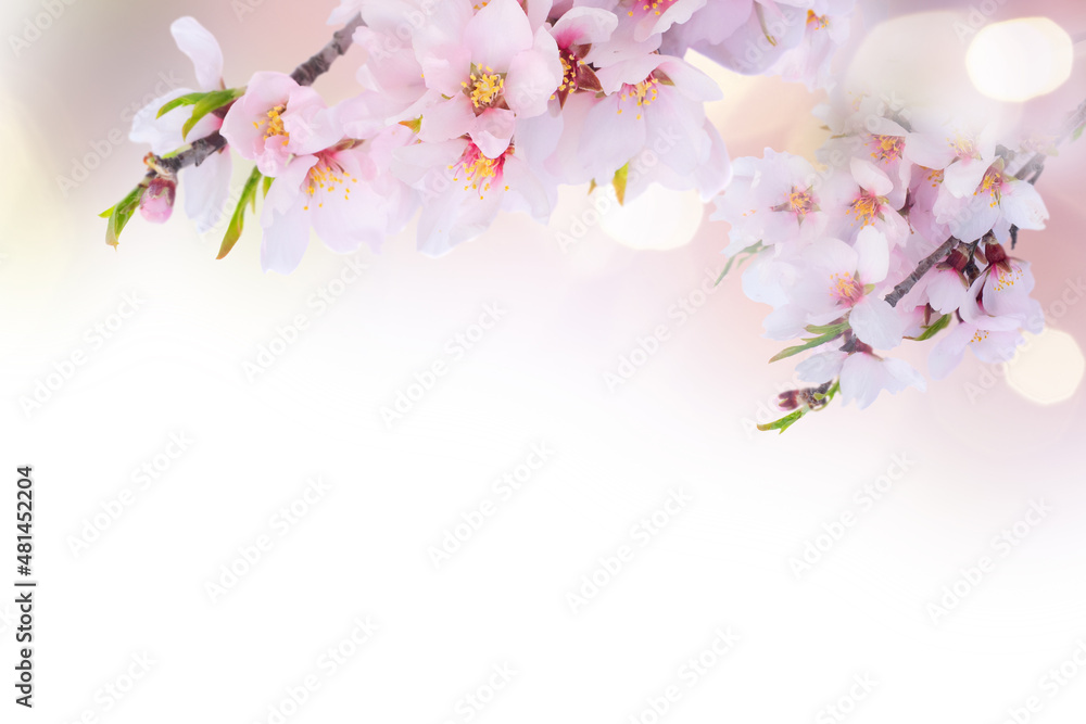 Obraz premium almond tree bloom
