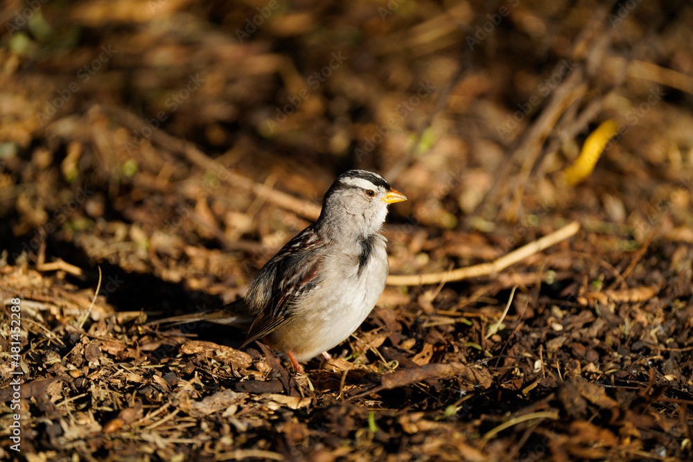 White-crowned sparrow posing in the morning sun White-crowned sparrow posing in the morning sun