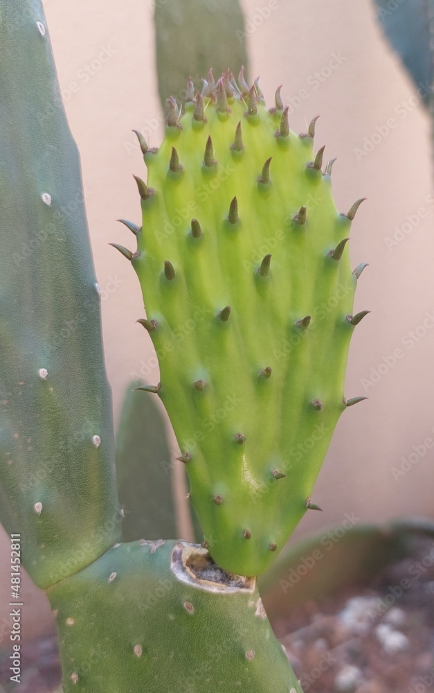 cactus close up