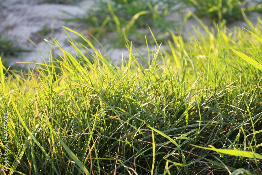 Obraz premium Grünes Ackerland. Felder unter freiem Himmel. Sonniger Tag über Ackerland. Grüne Pflanzen. Grünes Gras. Die Körner sind gerade gekeimt. Die Bäume haben noch nicht geblättert. Der Frühling kommt.