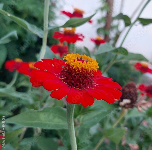 red and yellow flower