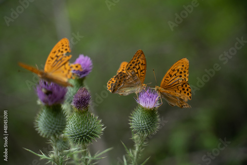 Schmetterlinge unter sich 