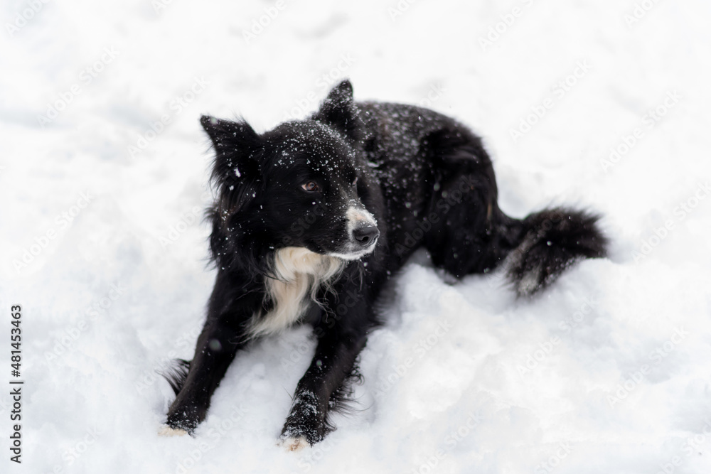 border collie dog border collie dog