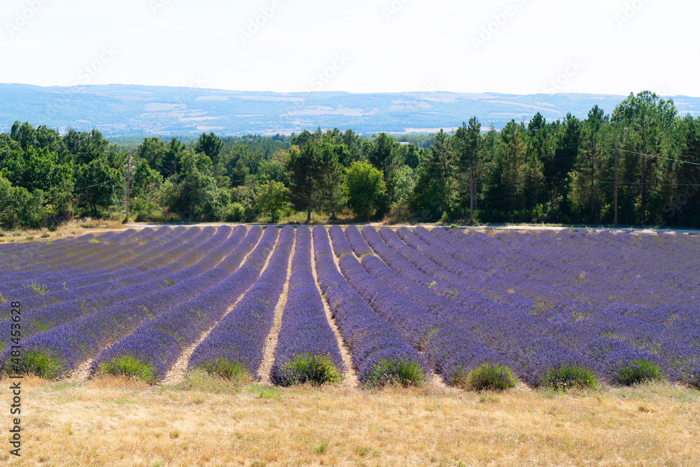 Fototapeta premium Lavender field at summer