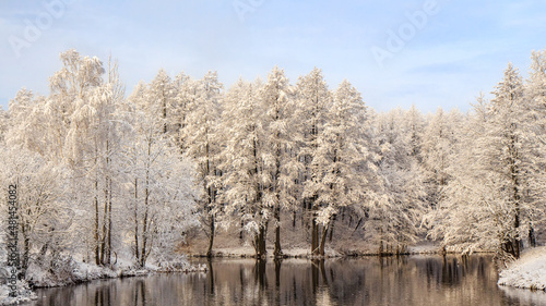 Park with snow-covered trees in winter. The river Svisloch