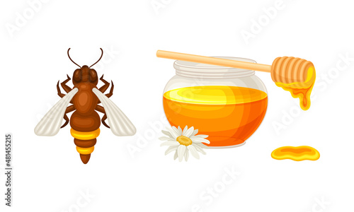 Beekeeping and honey production set. Jar of honey with wooden dipper and honeybee vector illustration