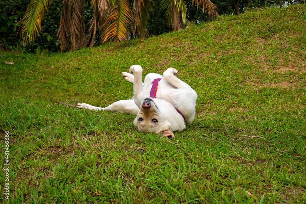 A Blond German Shepherd is Happily Rolling around in the Grass A Blond German Shepherd is Happily Rolling around in the Grass