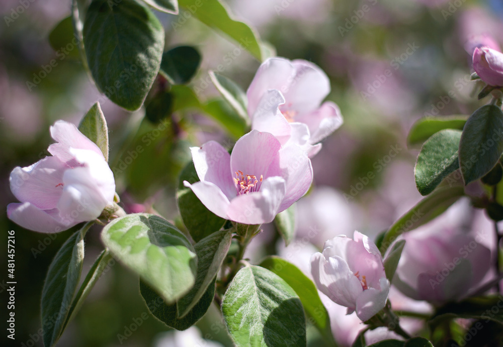 Fototapeta premium Spring floral background. Blooming apple tree. Pink apple tree flowers close up. Blurred green background, shallow depth of field, selective focus.