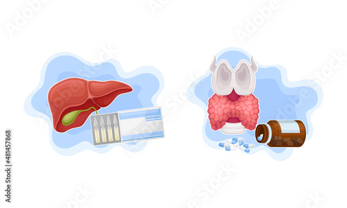 Human internal organs examination and set. Liver and thyroid treatment vector illustration