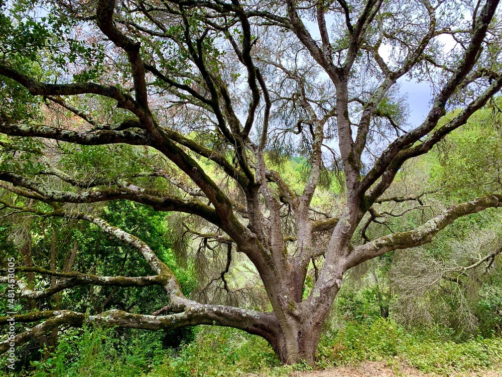 Oak, East Bay California
