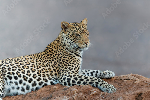 Leopard  Panthera Pardus  hanging around in a dry riverbed in Mashatu Game Reserve in the Tuli Block in Botswana       