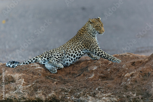 Leopard  Panthera Pardus  hanging around in a dry riverbed in Mashatu Game Reserve in the Tuli Block in Botswana       