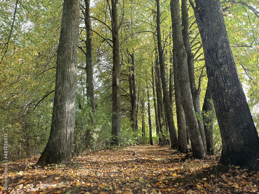 walk in the autumn forest walk in the autumn forest