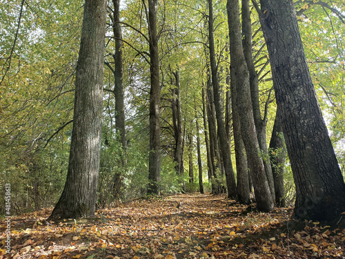 walk in the autumn forest