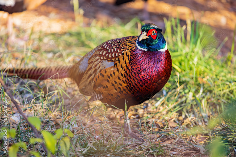 Fototapeta premium Close up shot of male Ring Necked Pheasant